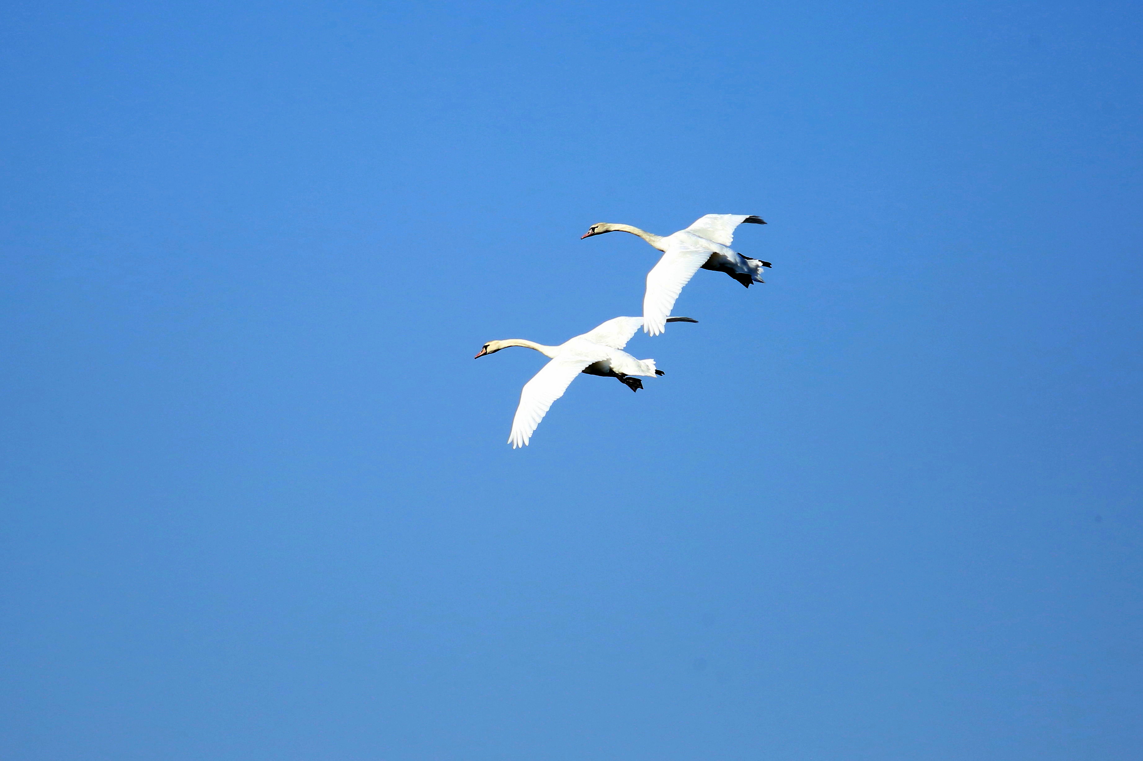 鸿志盟的“勇与爱之美”